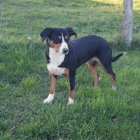 Mimi-Leia vom Chateau de Chapelle