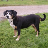 Annica vom Chateau de Chapelle